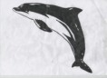 delfin